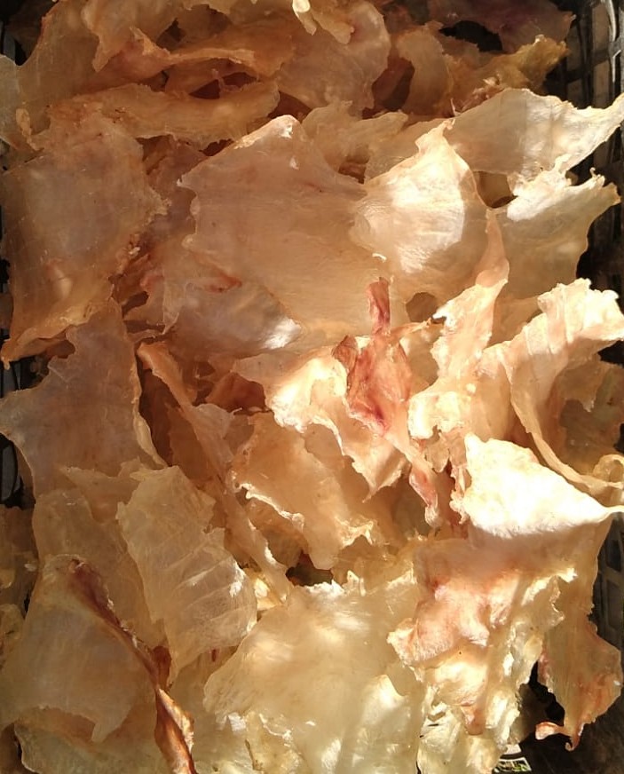 Vejiga Natatoria